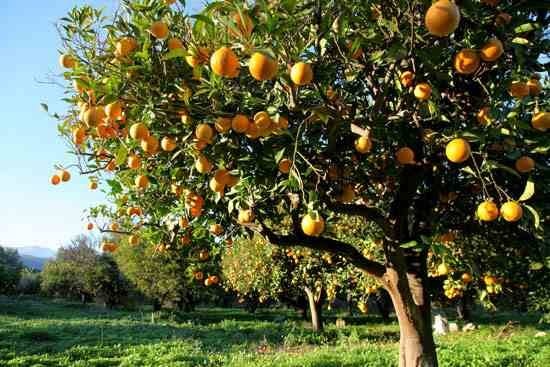 Fruit Orchards at Urban Green Agro Farms